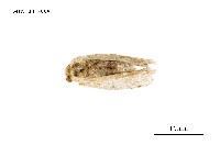 藏品(毒蛾科)的圖片